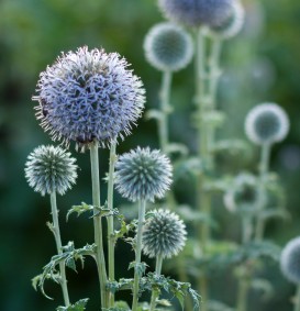 Echinops ritro (Kogeldistel)