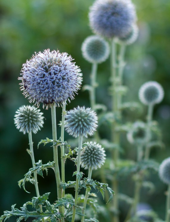 Echinops ritro (Kogeldistel)