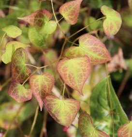 Epimedium rubrum (Elfenbloem)