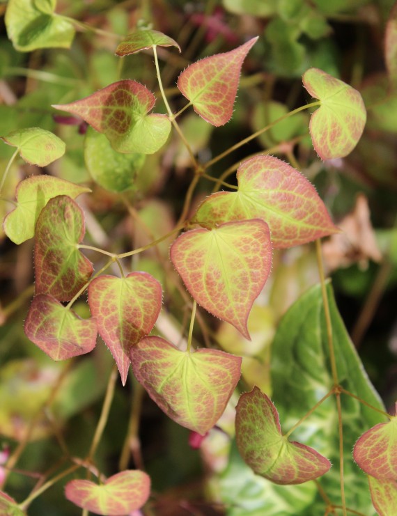 Epimedium rubrum (Elfenbloem)