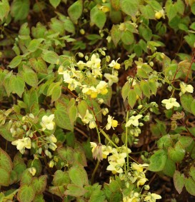 Epimedium versicolor 'Sulphureum' (Elfenbloem)