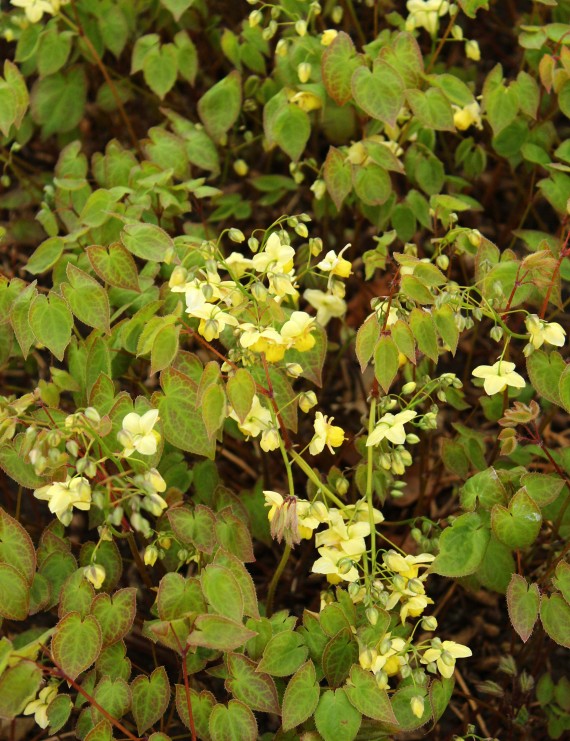 Epimedium versicolor 'Sulphureum' (Elfenbloem) Epimedium versicolor 'Sulphureum' (Elfenbloem)