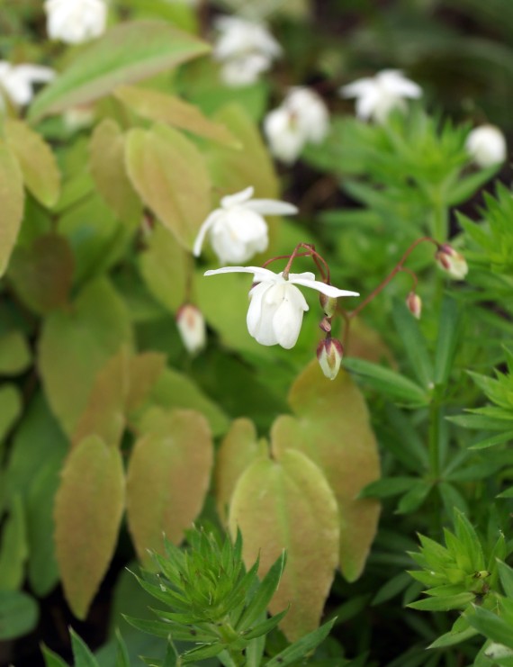 Epimedium youngianum 'Niveum' (Elfenbloem) Epimedium youngianum 'Niveum' (Elfenbloem)