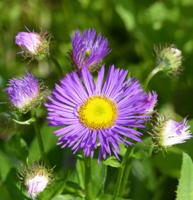 Erigeron 'Dunkelste Aller' (Fijnstraal)