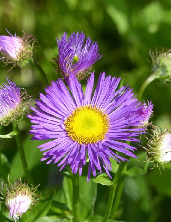 Erigeron 'Dunkelste Aller' (Fijnstraal)
