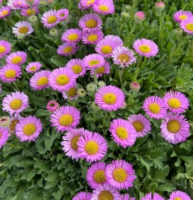 Erigeron 'Rosa Jewel' (=Pink Jewel) (Fijnstraal)