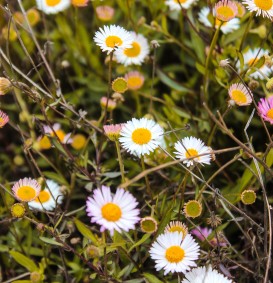 Erigeron 'Karvinskianus' (Fijnstraal)