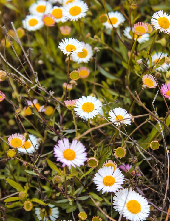 Erigeron 'Karvinskianus' (Fijnstraal) Erigeron 'Karvinskianus' (Fijnstraal)