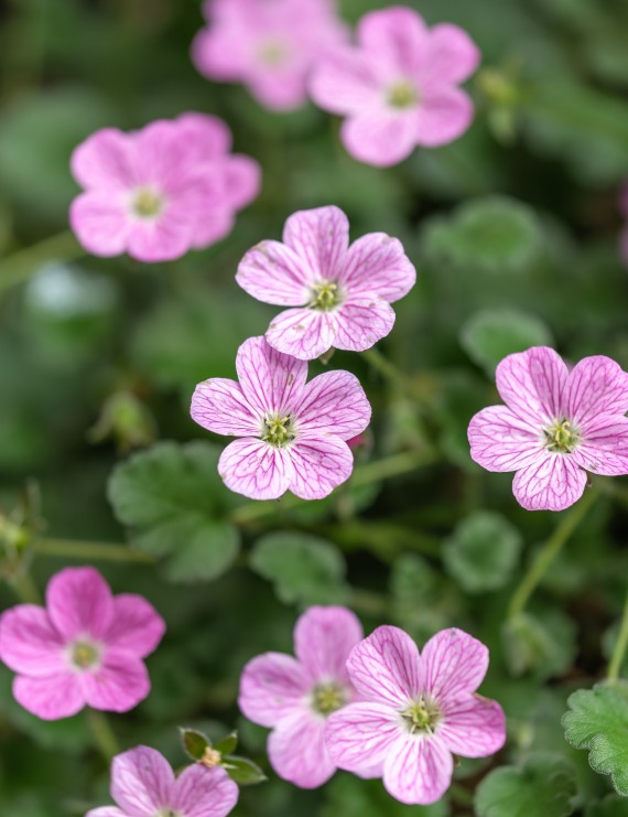 Erodium variabile 'Bishop's form' (Reigersbek) Erodium variabile 'Bishop's form' (Reigersbek)