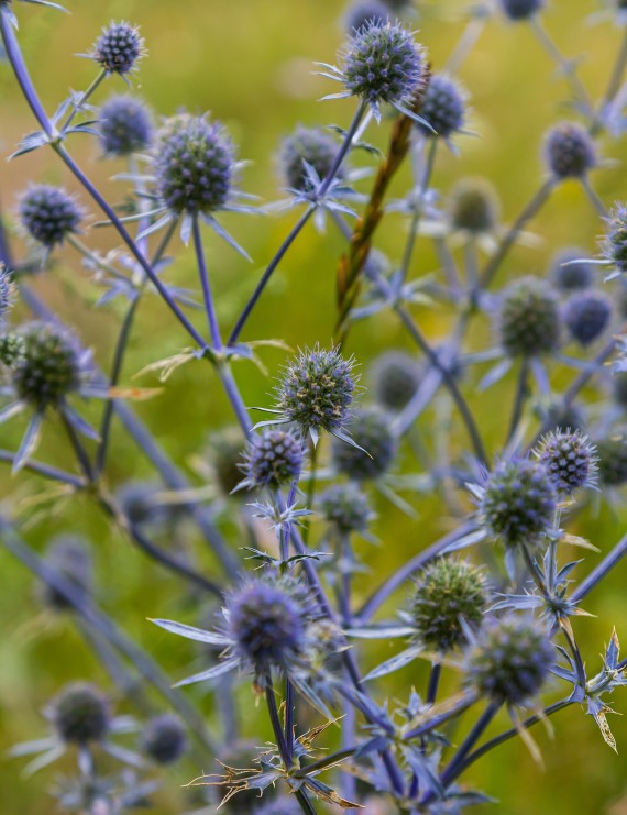 Eryngium planum (Kruis- of Alpendistel)