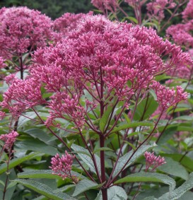 Eupatorium purpureum (Leverkruid - Koninginnekruid)