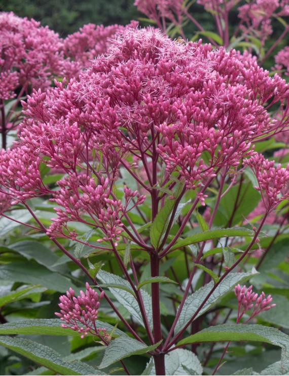 Eupatorium purpureum (Leverkruid - Koninginnekruid)