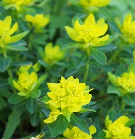 Euphorbia polycroma 'senior' (Wolfsmelk)