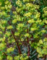 Euphorbia amygdaloides 'Purpurea' (Wolfsmelk)