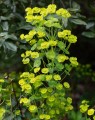 Euphorbia amygdaloides var.'Robbiae' (Wolfsmelk)