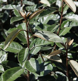 Elaeagnus ebbingei  (olijfwilg)