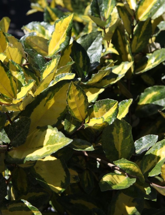 Elaeagnus pungens 'Macculata' (Olijfwilg)