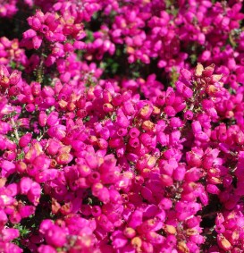 Erica cinerea 'C.D.Eason' (Dopheide)