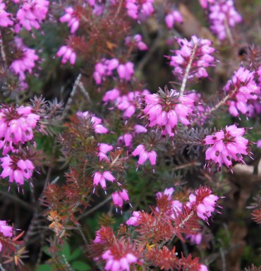 Heidegrondplanten