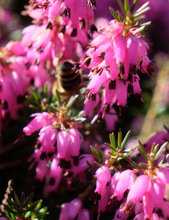 Erica carnea 'December Red' (Heide)