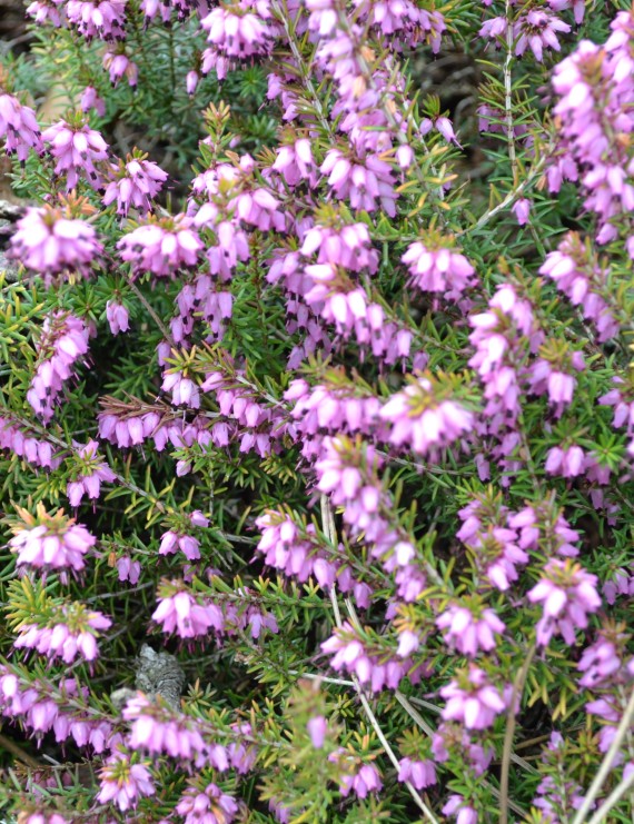 Erica darleyensis 'Furzey' (Heide)