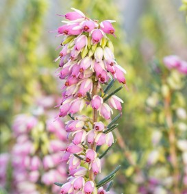 Erica darleyensis 'Ghost Hills' (Heide)