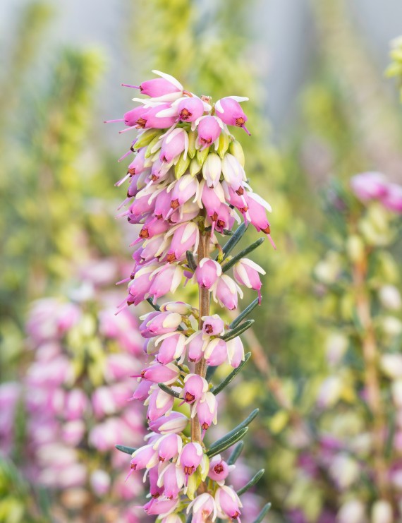Erica darleyensis 'Ghost Hills' (Heide)