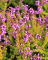 Erica cinerea 'Golden Drop' (Dopheide)