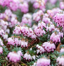 Erica darleyensis 'J.W. Porter' (Heide)