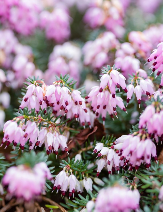 Erica darleyensis 'J.W. Porter' (Heide)