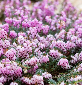 Erica darleyensis 'Kramers Rote' (Heide)