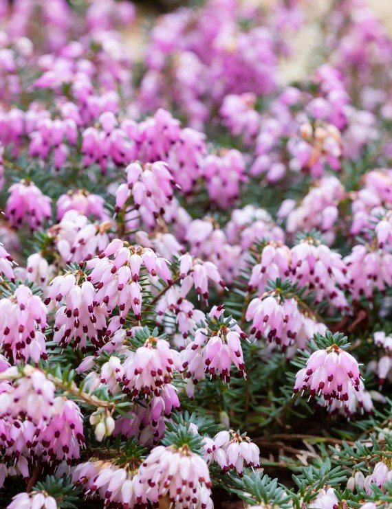 Erica darleyensis 'Kramers Rote' (Heide)