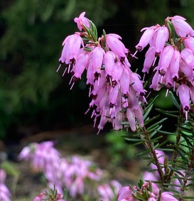 Erica carnea 'March Seedling' (Heide)
