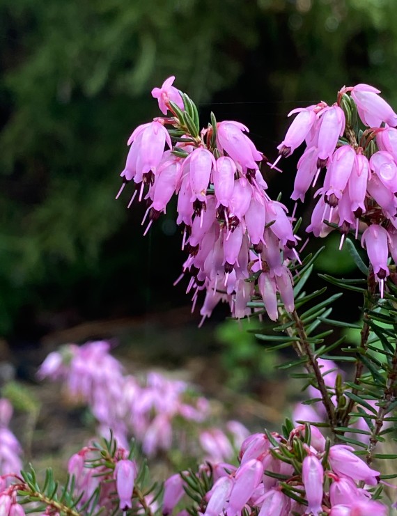 Erica carnea 'March Seedling' (Heide)