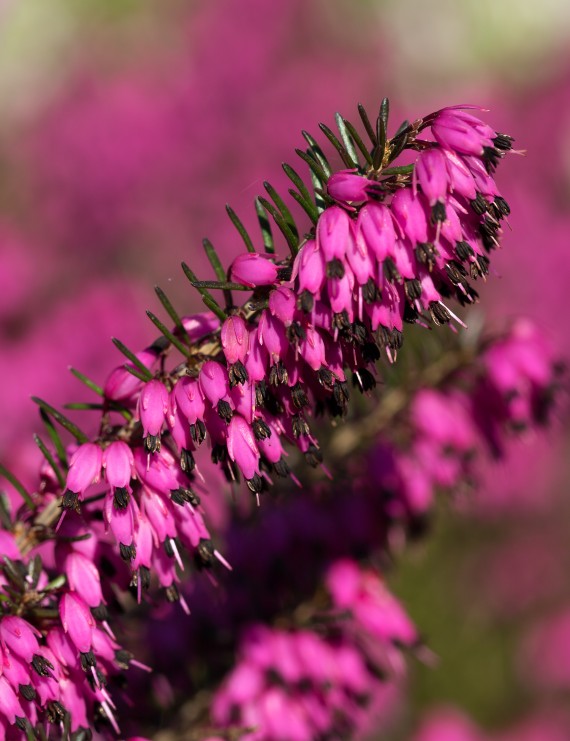 Erica carnea 'Myretoun Ruby' (Heide)