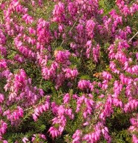 Erica carnea 'Rubin Teppich' (Heide)