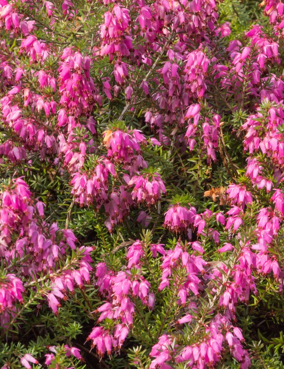 Erica carnea 'Rubin Teppich' (Heide)