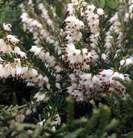 Erica darleyensis 'White Perfection' (Heide)