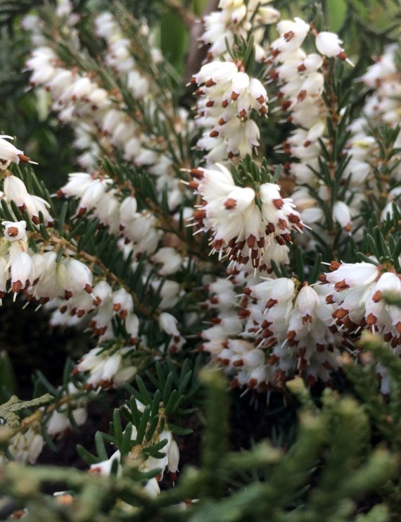 Erica darleyensis 'White Perfection' (Heide)