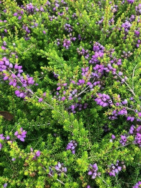 Erica cinerea 'Golden Drop' (Dopheide)