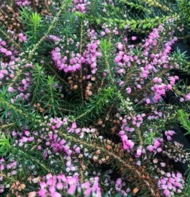 Erica vagans 'Mrs. D.F. Maxwell' (Heide)