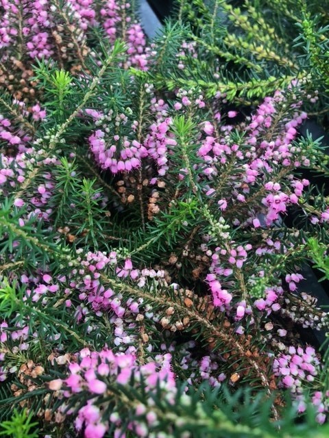 Erica vagans 'Mrs. D.F. Maxwell' (Heide)
