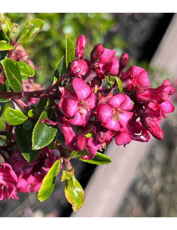 Escallonia 'Red Dream' (Escallonia 'Red Dream')