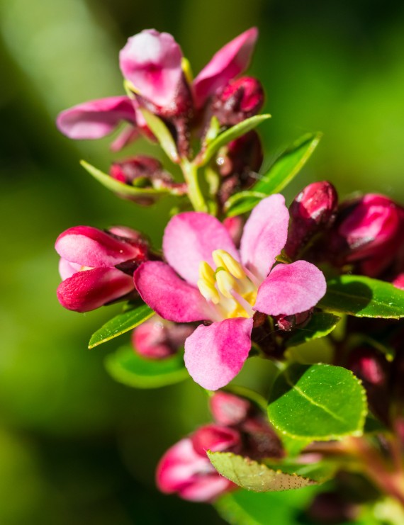 Escallonia 'Dart's Rosyred' (Escallonia 'Dart's Rosyred')