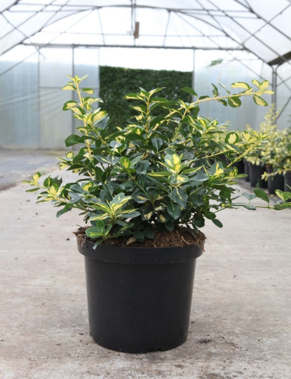 Euonymus fortunei 'Blondy'  (= Goldspot) (kardinaalshoed)