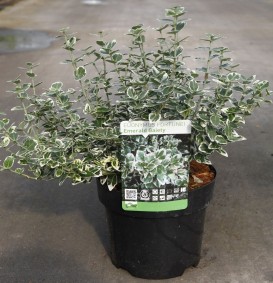 Euonymus fortunei 'Emerald Gaiety' (Kardinaalshoed)