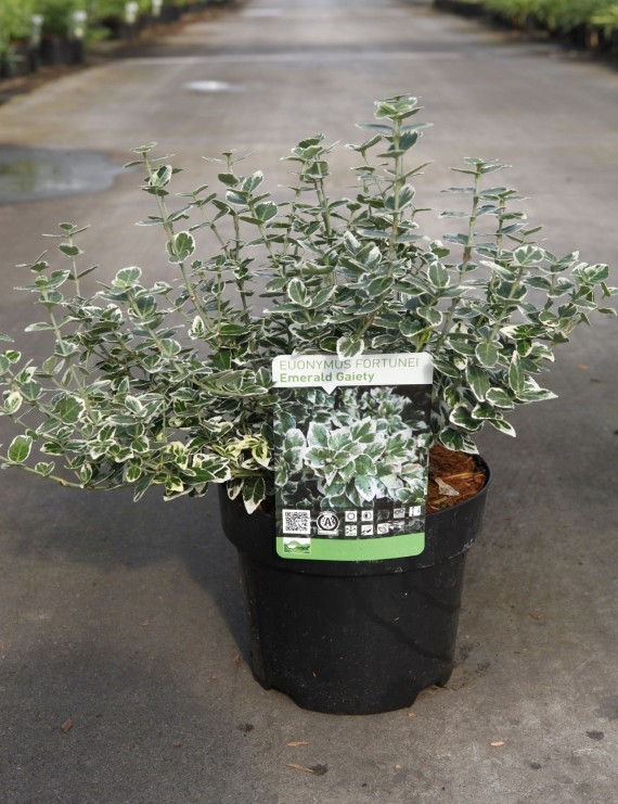 Euonymus fortunei 'Emerald Gaiety' (Kardinaalshoed)