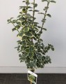 Euonymus fortunei 'Emerald'n Gold' op stam (Kardinaalshoed)