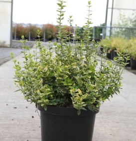 Euonymus fortunei 'Emerald'n Gold' (Kardinaalshoed)