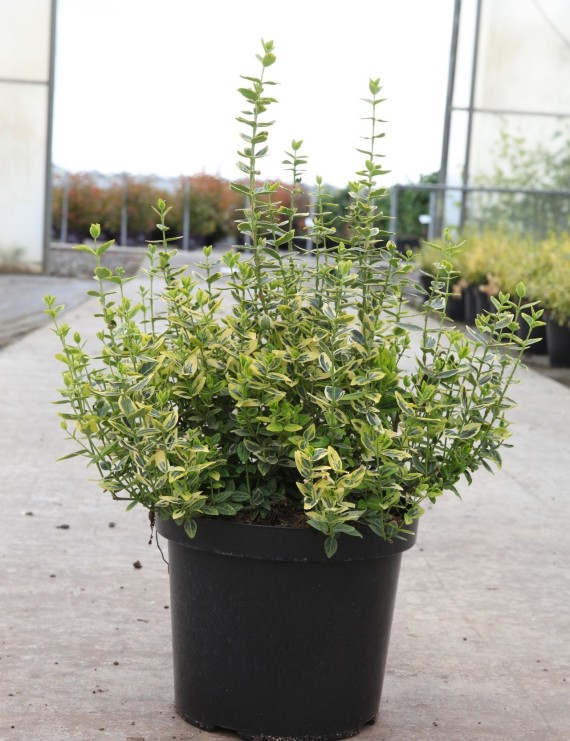 Euonymus fortunei 'Emerald'n Gold' (Kardinaalshoed)